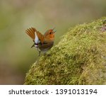 Small photo of Japanese robin song and dance