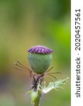 Seedpod Of Papaver Flower Macro ...