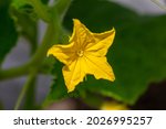 Yellow Cucumber Flower On A...