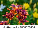 Multicolored Garden Lilies On A ...