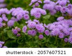 Small photo of Purple fluffy flowers of ageratum on a sunny summer day macro photography. Blooming blueweed garden flower with lilac bushy tubular petals closeup photo in summertime.