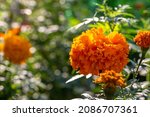 Orange Marigold Flower On A...