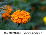 Orange Marigold Flower On A...