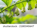 Small photo of Blooming King Solomon's-seal flower on a green background in springtime macro photography. Garden Solomon's seal plant in summertime close-up photo. Polygonatum floral background.