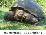 Small photo of Galapagos giant tortoise, Chelonoidis nigra, walking on Santa Cruz island, Ecuador, South America, is the largest living species of tortoise and with lifespans of over 100 years