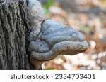 Small photo of Large parasitic mushroom tinder fungus grows on stump. True polypore causes white rot on deciduous tree. Fomes fomentarius destroys wood and cracks in bark. Inedible devil's hooves or ice man fungus.