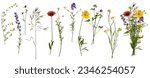 Wildflowers and herbs with...