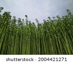 Small photo of Raw jute trees in fields with cloudy sky background. Once jute was called golden fiber of Bangladesh. Jute plants. Jute. Corchorus capsularis. Golden fiber trees. Golden fiber plants. Useful fiber.
