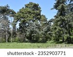 many different coniferous trees in the botanical garden on a sunny day