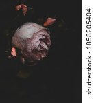 Small photo of Pink garden rose on a black background, with some buds visible, moody and somber look