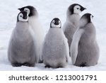 Five Emperor Penguin Chicks ...