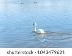 Small photo of A large Mute Swan swimming with other baby ducks at Josey Ranch Lake in Carrollton, Texas, USA. This waterfowl, it has heavy bodies, short legs, and a long slender neck habitually held in a graceful S