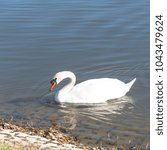 Small photo of Close-up a large Mute Swan eating bread at Josey Ranch Lake in Carrollton, Texas, USA. This waterfowl has heavy bodies, short legs, and a long slender neck habitually held in a graceful S