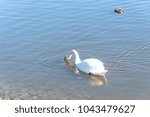 Small photo of Close-up a large Mute Swan drinking at Josey Ranch Lake in Carrollton, Texas, USA. This waterfowl has heavy bodies, short legs, and a long slender neck habitually held in a graceful S