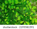 Natural background of young fir-tree branches with small needles. Growing new evergreen fir tree. Pine branches with young green needles for publication, poster, screensaver, wallpaper, postcard