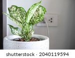 Aglaonema foliage in pot at living room at home, Spring Snow Chinese Evergreen, Exotic tropical leaf, Chinese Evergreen background, plant house air purifying tree healthy concept