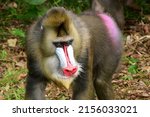 Big Male Mandrill Eating And...