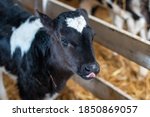 Dairy calf in a straw pen