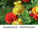 Yellow And Red Flowers. Multi...