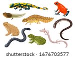 Amphibian vector illustration set. Exotic cartoon tropical amphibia, colorful sitting toad and frog life cycle tadpole, salamander, triton caecilian. Flat animals pets for zoo icons isolated on white