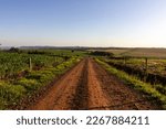 dirt road on rural properties alongside and plantations
