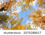 Beautiful Golden Leaves In...