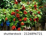 Deep Red And Ripe Urucum Fruits ...