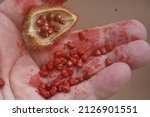 Deep Red Urucum Seeds  Bixa...