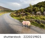 Sheep walks across the road on a rainy day at the Gap of Dunloe, Ireland