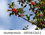 Branch of a holly tree with...