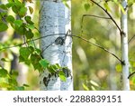 Young white birch with green leaves on a branch.
