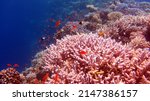 Red Sea Fish And Coral Reef