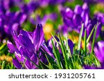 Crocus Purple Flowers In Sunny...