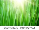Spring juicy young green grass. Grass Background. Beautiful close-up image of young green grass against the light of the morning sun