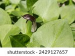Small photo of Arisarum vulgare, common name the friar's cowl or larus