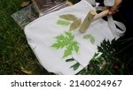 Small photo of making ecoprinting using green leaves and fabric to make leaves pattern on a goodie bag