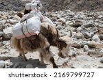 Small photo of Yaks carrying stuff on the way to Everest base camp in Nepal. Yaks transport goods across mountain