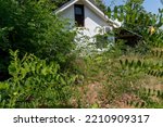 An abandoned, overgrown,neglected property with weeds growing next to the house.