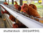 Domestic chicken farms for the...