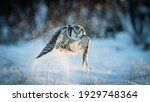 Northern hawk owl  surnia ulula ...