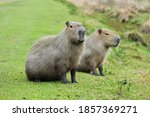 Animal Capybara Argentina Ibera ...