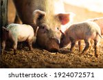 A female pig with her piglets...