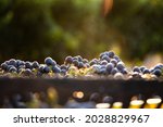 merlot grapes vineyard, south Israel