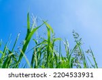 Lush green wild grasses grow on meadow against  clear blue sky, bottom view. Natural summer background, copy space