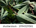 Small photo of Cassava leaves are rising morning dew, green and look very likeable, suitable for making fresh vegetables