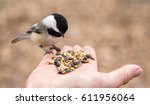 A Chickadee Perches On A Finger ...