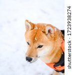 Small photo of Cute pet shina inu dog