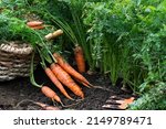Small photo of Just uprooted juicy carrots in vegetable bed and in basket, carrots growing in garden, harvest of carrots in farmer’s field, agriculture concept