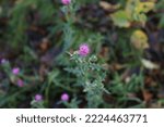Small photo of Blessed milk thistle flowers in the field, close up. Silybum marianum herbal remedy, Saint Mary's Thistle, Marian Scotch thistle, Mary Thistle, Cardus bloom, autumn
