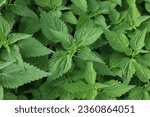 Small photo of Bush of stinging-nettles. Nettle leaves. Top view of the photo. Botanical pattern. Greenery common nettle.